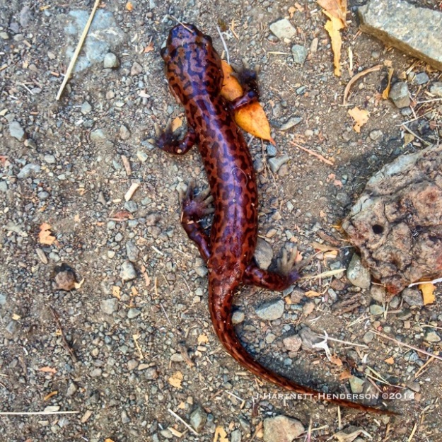 Granddaddy Salamander by Jennifer Hartnett-Henderson ©2014