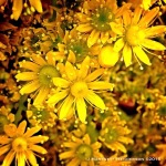 A Burst of Spring Yellow by Jennifer Hartnett-Henderson ©2015