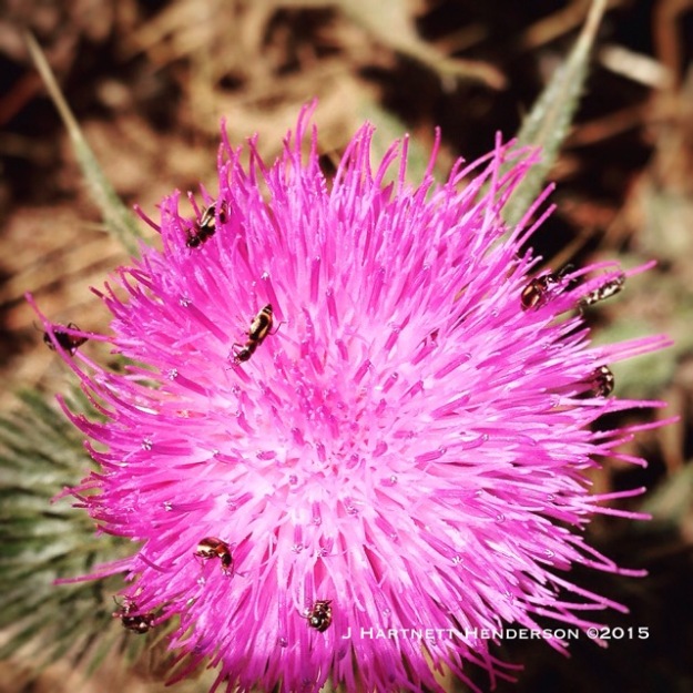 Busy Beetles on Thistle by Jennifer Hartnett-Henderson ©2015